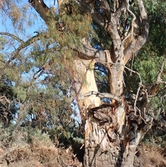 Eucalyptus sp. at Wentworth, NSW - suppressed