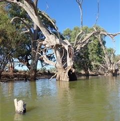 Eucalyptus sp. (A Gum Tree) at Wentworth, NSW - 18 Feb 2023 by MB