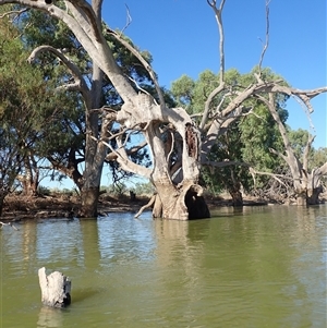 Eucalyptus sp. (A Gum Tree) at Wentworth, NSW by MB