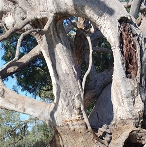 Eucalyptus sp. at Wentworth, NSW - suppressed