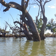 Eucalyptus sp. (A Gum Tree) at Wentworth, NSW - 18 Feb 2023 by MB