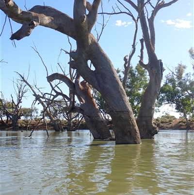 Eucalyptus sp. (A Gum Tree) at Wentworth, NSW - 18 Feb 2023 by MB