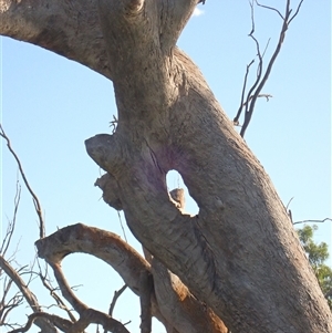 Eucalyptus sp. at Wentworth, NSW - suppressed