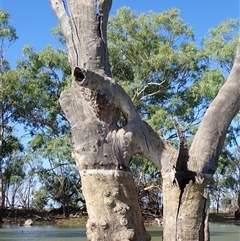 Eucalyptus sp. (A Gum Tree) at Wentworth, NSW - 18 Feb 2023 by MB