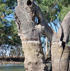 Eucalyptus sp. at Wentworth, NSW - suppressed