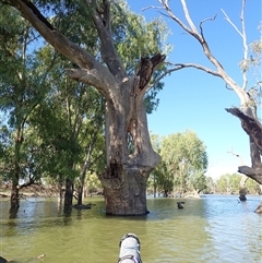 Eucalyptus sp. (A Gum Tree) at Wentworth, NSW - 18 Feb 2023 by MB