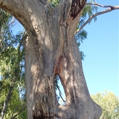 Eucalyptus sp. at Wentworth, NSW - suppressed