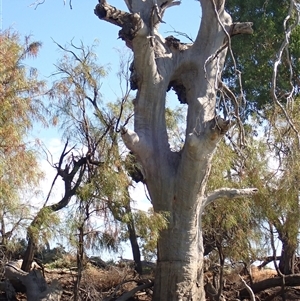 Eucalyptus sp. at Wentworth, NSW - suppressed