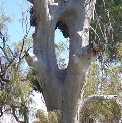 Eucalyptus sp. at Wentworth, NSW - suppressed