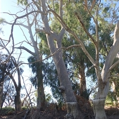 Eucalyptus sp. (A Gum Tree) at Anabranch South, NSW - 18 Feb 2023 by MB