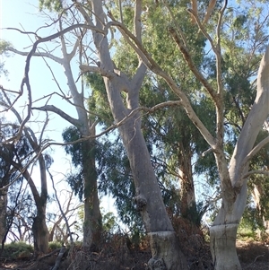 Eucalyptus sp. at Anabranch South, NSW - suppressed