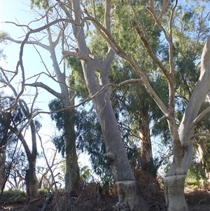 Eucalyptus sp. (A Gum Tree) at Anabranch South, NSW by MB