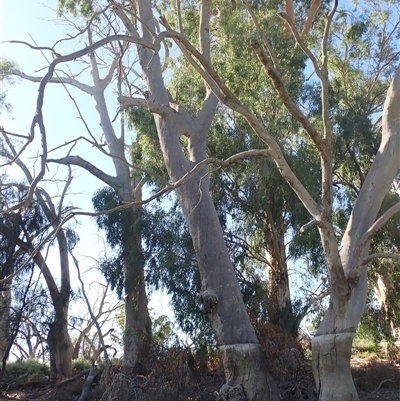 Eucalyptus sp. (A Gum Tree) at Anabranch South, NSW - 18 Feb 2023 by MB