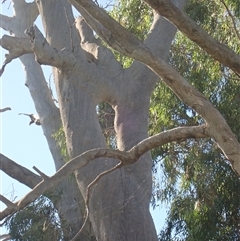 Eucalyptus sp. at Anabranch South, NSW - 18 Feb 2023