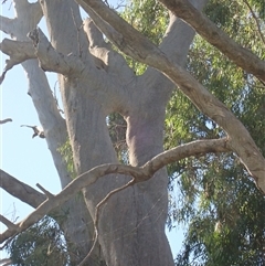 Eucalyptus sp. at Anabranch South, NSW - suppressed