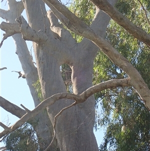 Eucalyptus sp. at Anabranch South, NSW - 18 Feb 2023