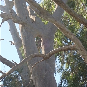 Eucalyptus sp. at Anabranch South, NSW - suppressed