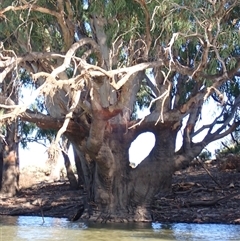 Eucalyptus sp. (A Gum Tree) at Wentworth, NSW - 19 Feb 2023 by MB