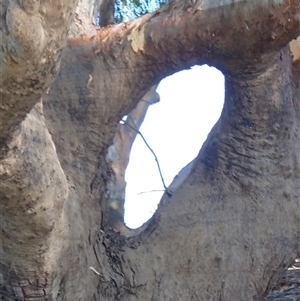 Eucalyptus sp. at Wentworth, NSW - suppressed