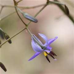 Dianella revoluta var. revoluta (Black-Anther Flax Lily) at Alexandra, VIC - 4 Oct 2024 by ConBoekel