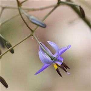 Dianella revoluta var. revoluta at Alexandra, VIC - 4 Oct 2024