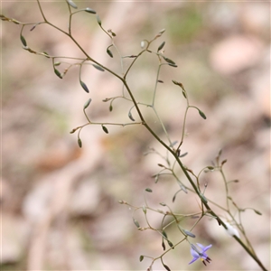 Dianella revoluta var. revoluta at Alexandra, VIC - 4 Oct 2024