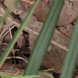 Dianella revoluta var. revoluta at Alexandra, VIC - 4 Oct 2024