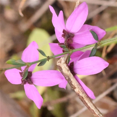 Tetratheca labillardierei at Alexandra, VIC - 4 Oct 2024 by ConBoekel