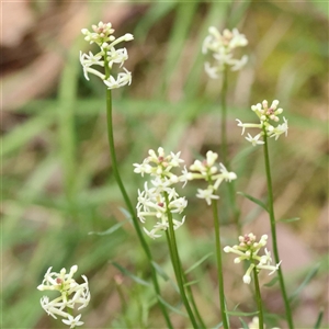 Stackhousia monogyna at Alexandra, VIC - 4 Oct 2024