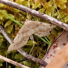 Unidentified Moth (Lepidoptera) at Alexandra, VIC - 4 Oct 2024 by ConBoekel