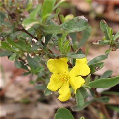 Hibbertia obtusifolia (Grey Guinea-flower) at Alexandra, VIC - 4 Oct 2024 by ConBoekel