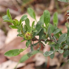 Hibbertia obtusifolia at Alexandra, VIC - 4 Oct 2024 04:14 PM