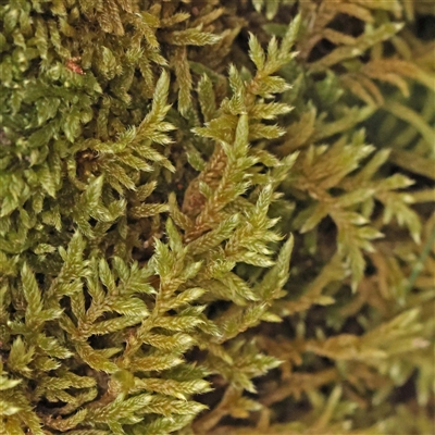 Unidentified Moss, Liverwort or Hornwort at Alexandra, VIC - 4 Oct 2024 by ConBoekel