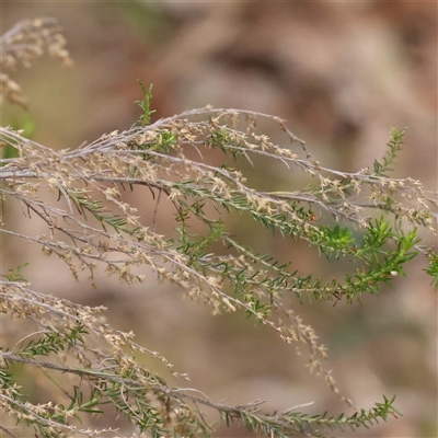 Cassinia sifton (Sifton Bush, Chinese Shrub) at Alexandra, VIC - 4 Oct 2024 by ConBoekel