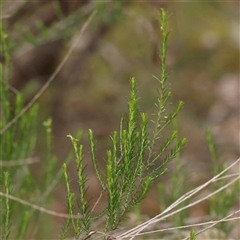 Cassinia sifton at Alexandra, VIC - 4 Oct 2024