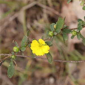 Hibbertia obtusifolia at Alexandra, VIC - 4 Oct 2024