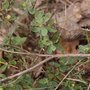 Hibbertia obtusifolia at Alexandra, VIC - 4 Oct 2024 04:27 PM
