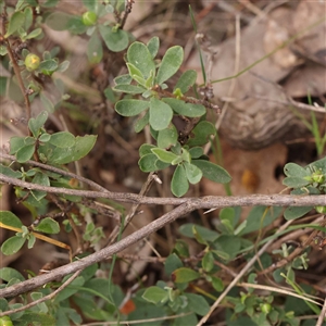 Hibbertia obtusifolia at Alexandra, VIC - 4 Oct 2024