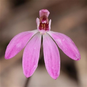 Caladenia fuscata at Alexandra, VIC - suppressed