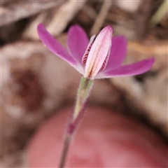 Caladenia fuscata at Alexandra, VIC - suppressed