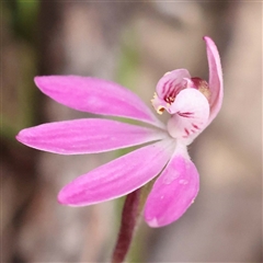 Caladenia fuscata at Alexandra, VIC - suppressed