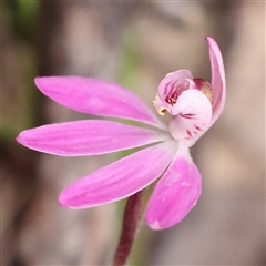 Caladenia fuscata at Alexandra, VIC - 4 Oct 2024