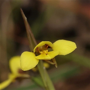 Diuris chryseopsis at Alexandra, VIC - suppressed