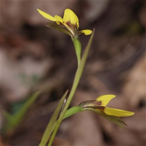 Diuris chryseopsis at Alexandra, VIC - 4 Oct 2024