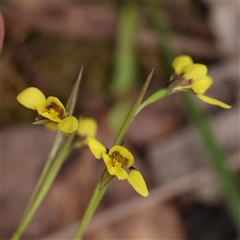 Diuris chryseopsis at Alexandra, VIC - suppressed