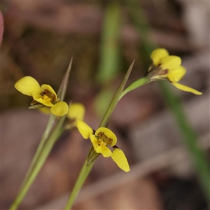 Diuris chryseopsis at Alexandra, VIC - suppressed