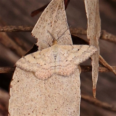 Scopula rubraria (Reddish Wave, Plantain Moth) at Alexandra, VIC - 4 Oct 2024 by ConBoekel