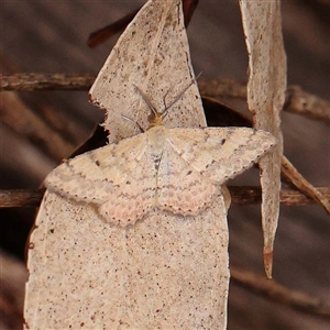 Scopula rubraria at Alexandra, VIC - 4 Oct 2024 04:36 PM