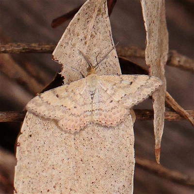 Scopula rubraria (Reddish Wave, Plantain Moth) at Alexandra, VIC - 4 Oct 2024 by ConBoekel