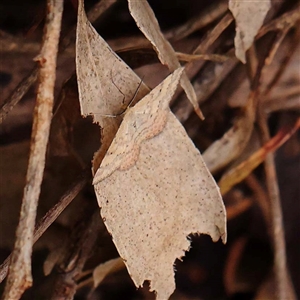 Scopula rubraria at Alexandra, VIC - 4 Oct 2024